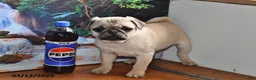 Pug dogs for sale: Donald - Ad 7