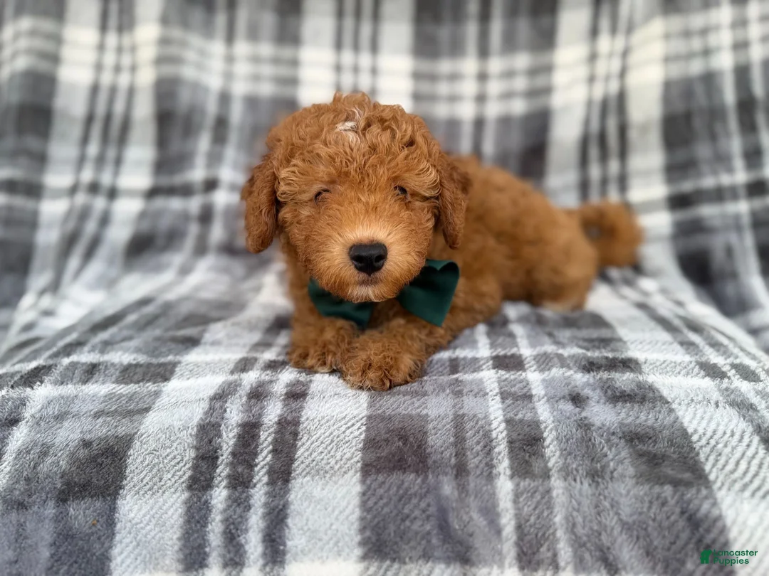 Mini Aussiedoodle dogs for sale: Ozzy - Ad 7
