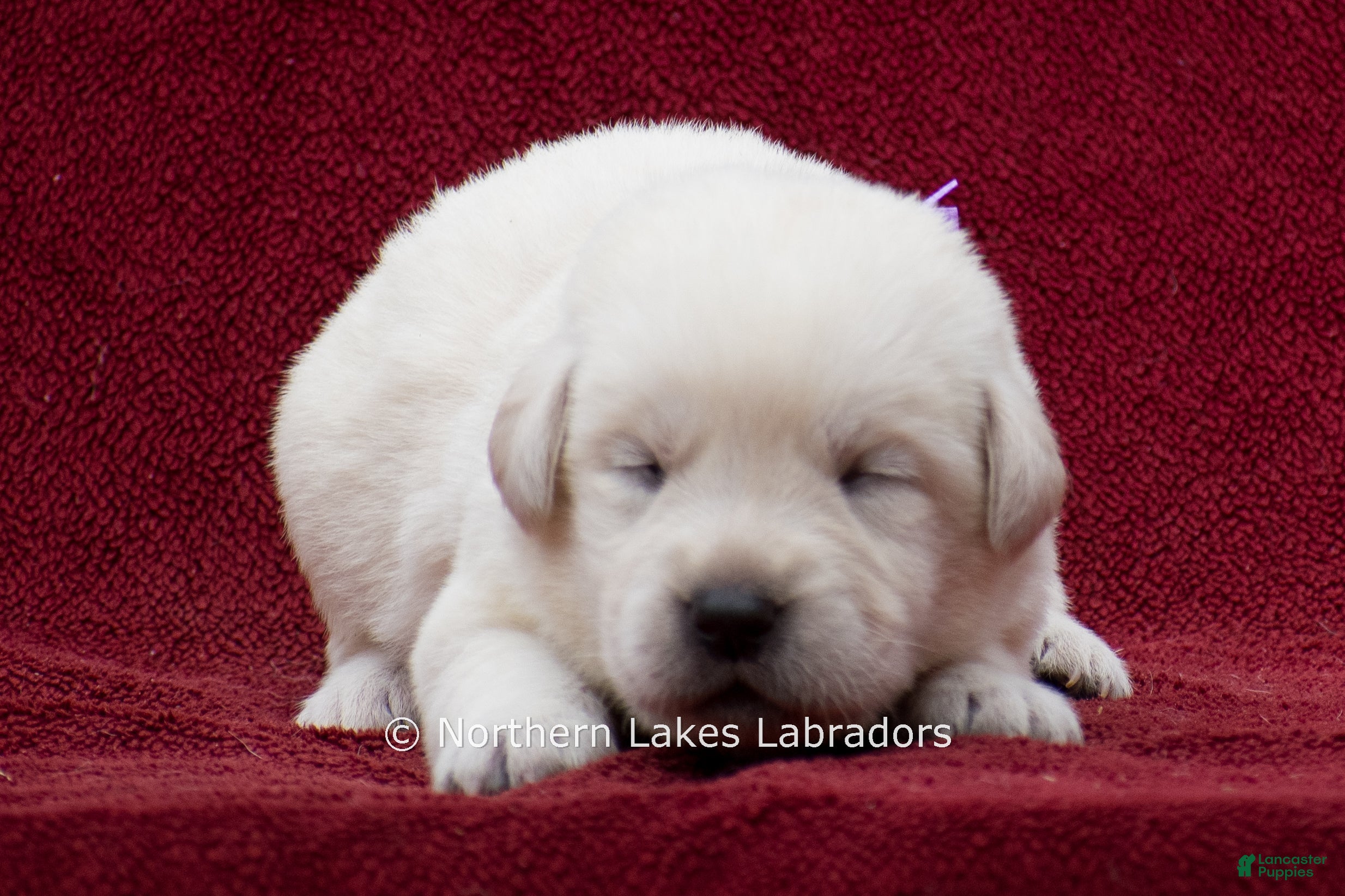 Labrador Retriever dogs Meredith - Ad 39
