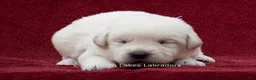 Labrador Retriever dogs for sale: Meredith - Ad 1