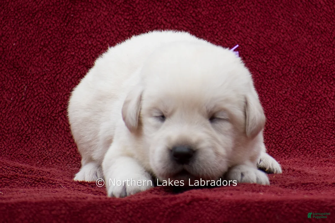 Labrador Retriever dogs for sale: Meredith - Ad 1