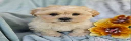 Shihpoo dogs for sale: Marshmallow - Ad 18