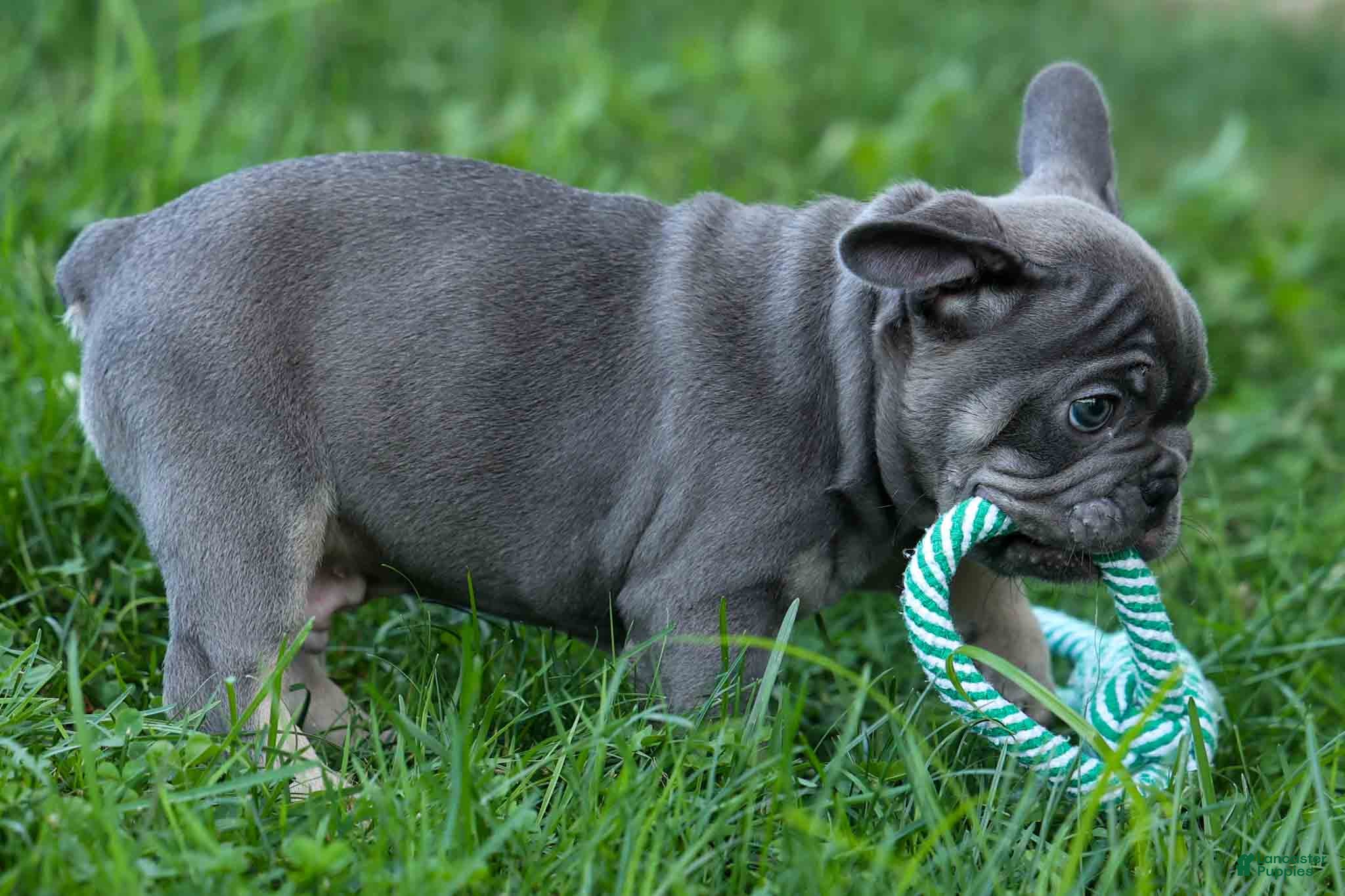 French Bulldog dogs 🐾 Mickey - Ad 1