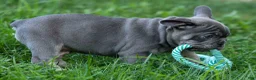 French Bulldog dogs for sale: 🐾 Mickey - Ad 1