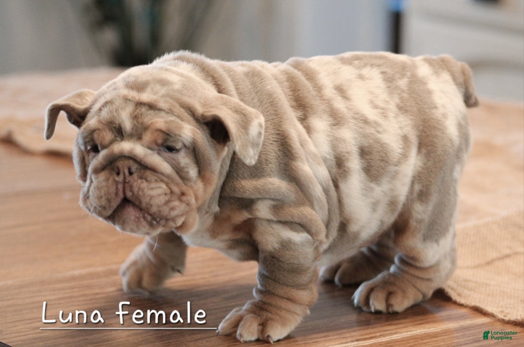 English Bulldog dogs for sale: English Bulldog Puppy 2 - Ad 8