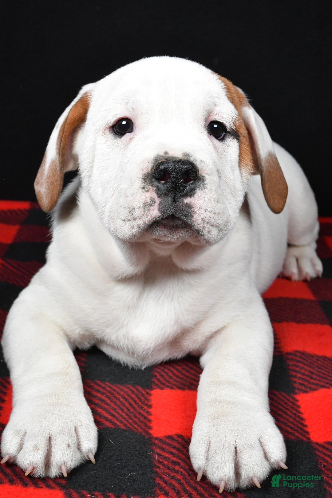 Beabull dogs for sale: Romeo - Ad 4