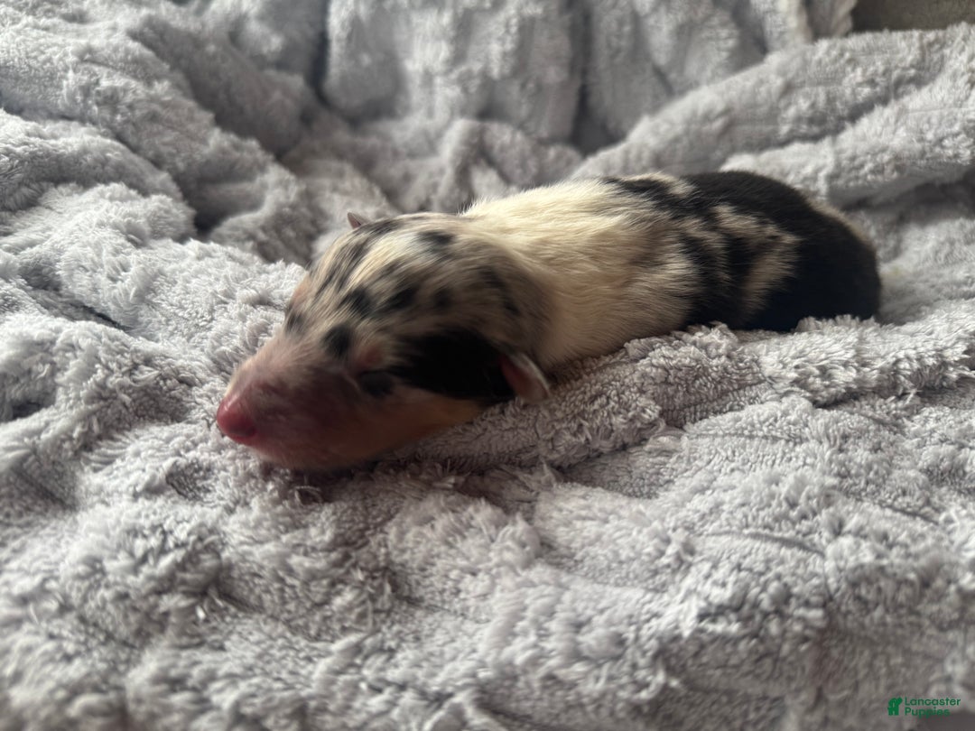 Collie dogs for sale: Louie - Ad 5