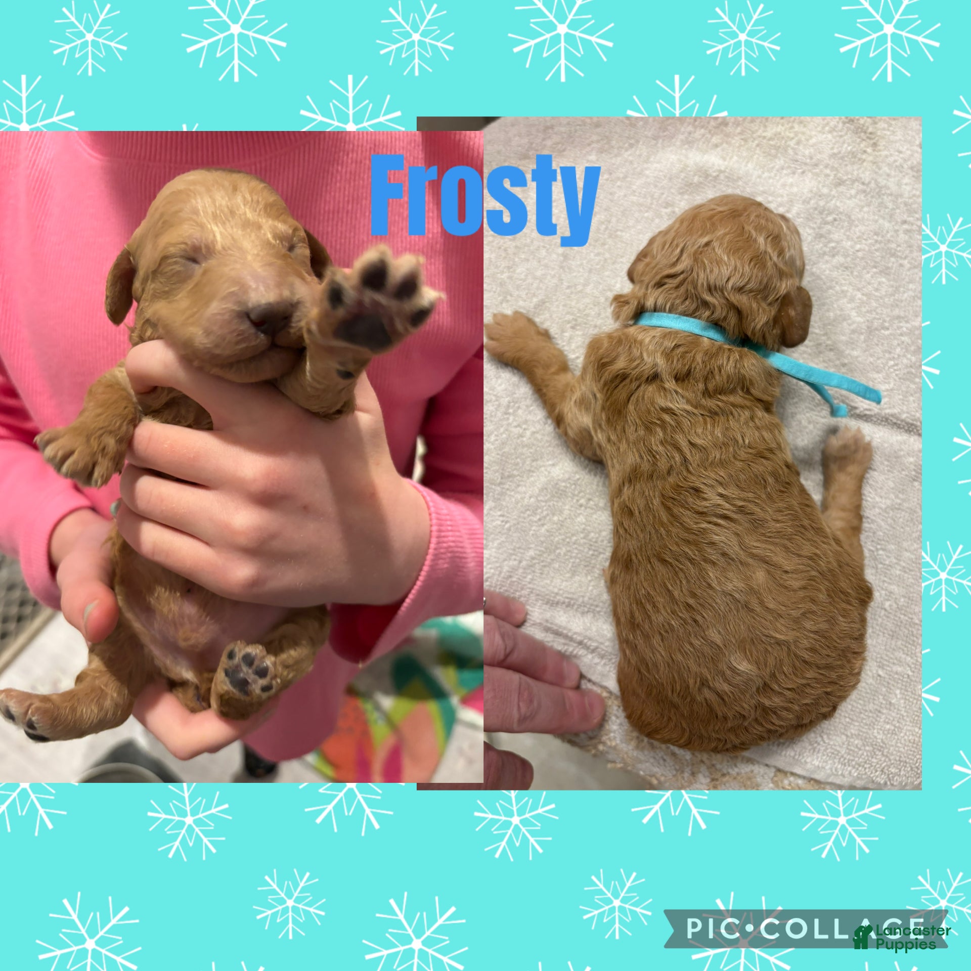 Miniature Poodle dogs Frosty  - Ad 16