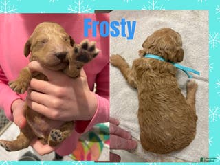 Miniature Poodle dogs Frosty - Ad 16