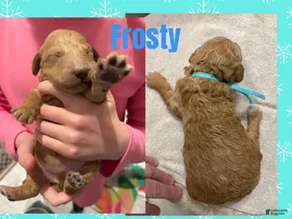 Miniature Poodle dogs Frosty - Ad 4