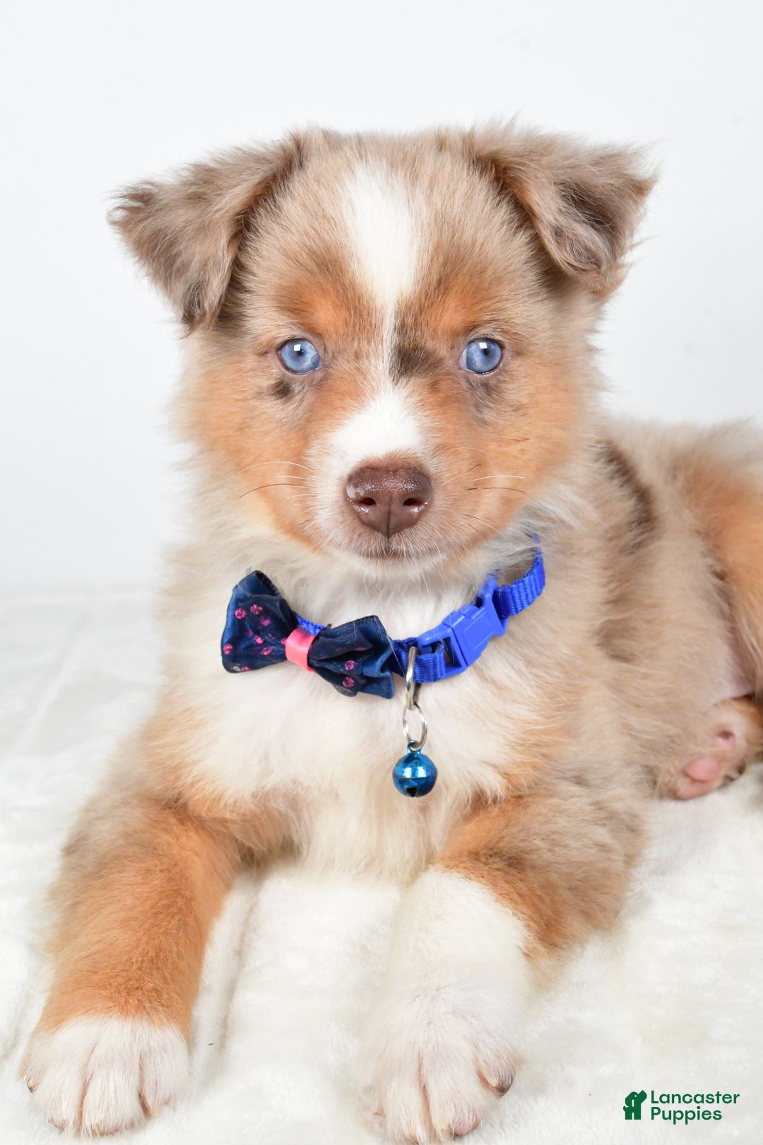 Miniature Australian Shepherd dogs for sale: Patrick - Ad 5