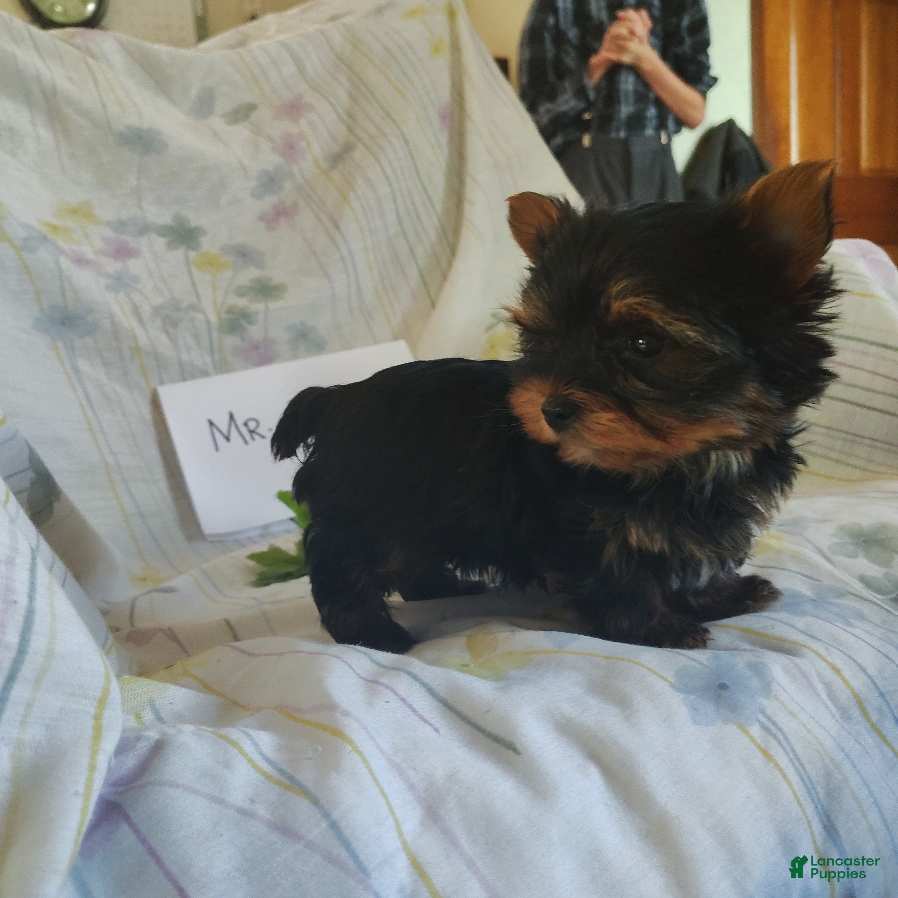 Yorkshire Terrier dogs Mr. Kisses - Ad 5