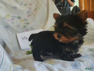 Yorkshire Terrier dogs Mr. Kisses - Ad 3