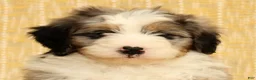 Mini Bernedoodle dogs for sale: River - Ad 9