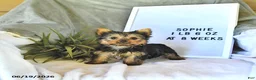 Yorkshire Terrier dogs for sale: Sophie   EXTRA SMALL - Ad 3