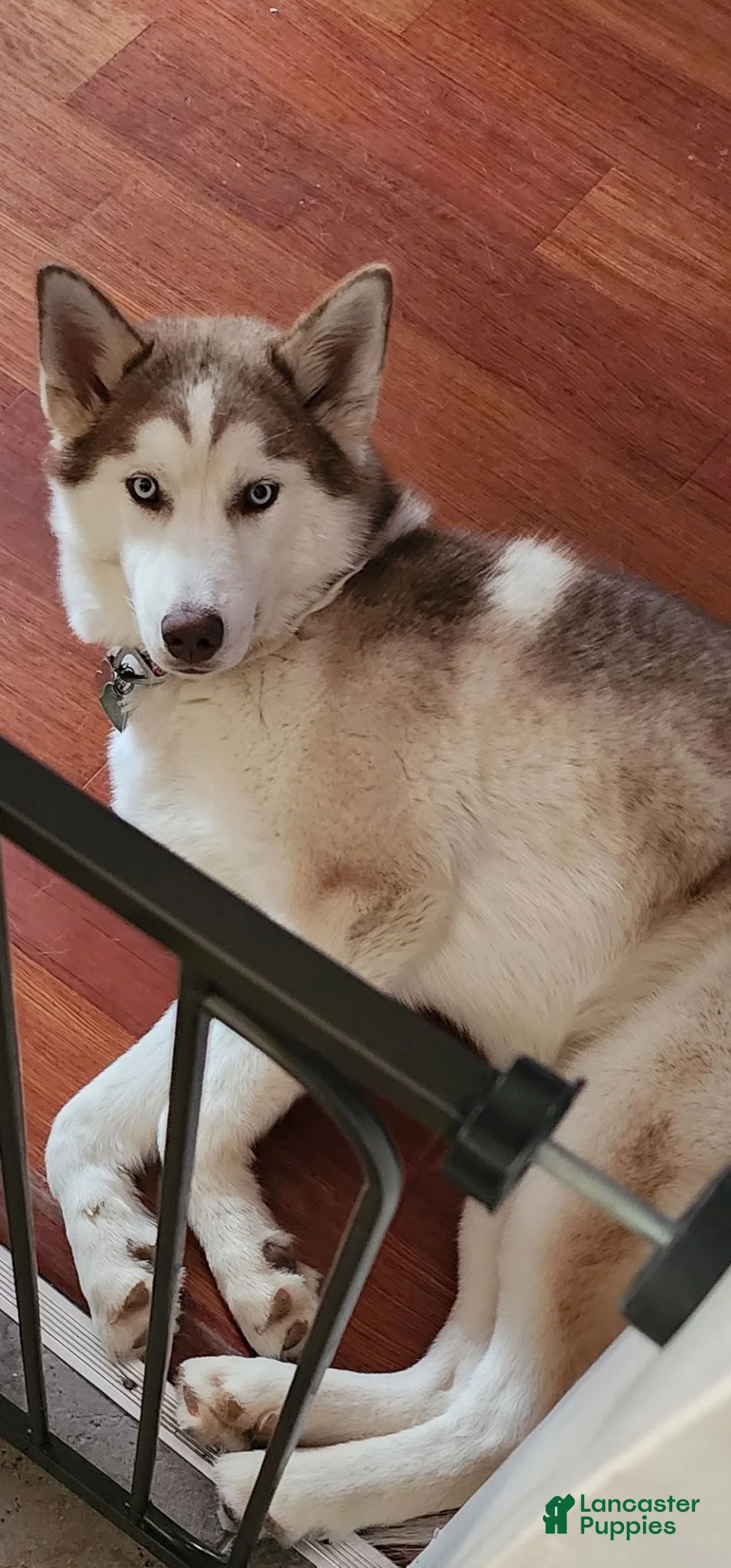 Mixed Breed dogs for sale: Mixed Breed 1 - Ad 2