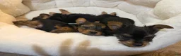 Yorkshire Terrier dogs for sale: Yorkshire Terrier 4 Boys  - Ad 8