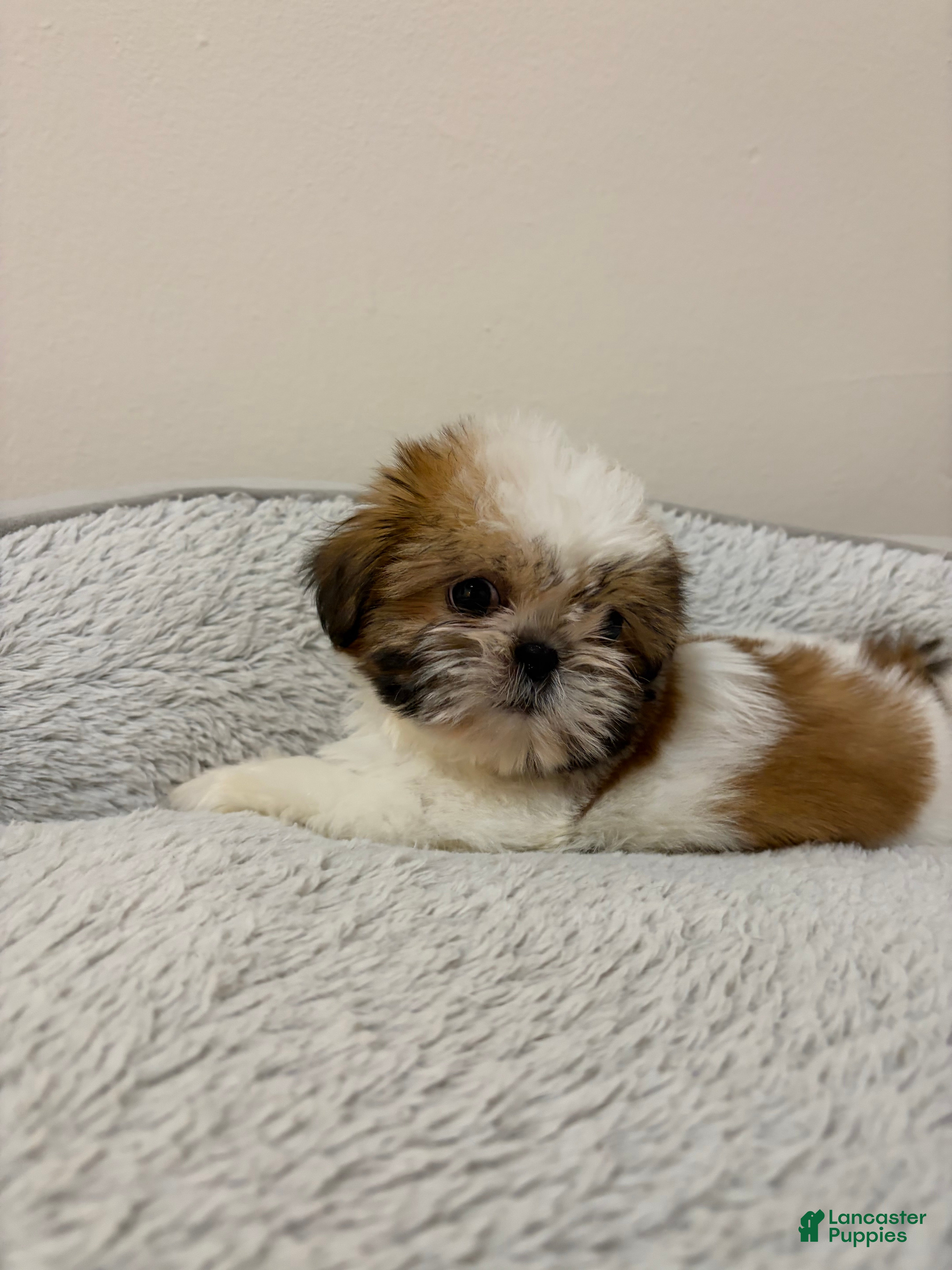 Shih Tzu dogs Luna - Ad 33