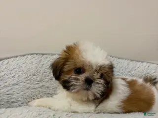Shih Tzu dogs Luna - Ad 28