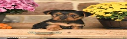 Shorkie dogs for sale: Angel - Ad 2