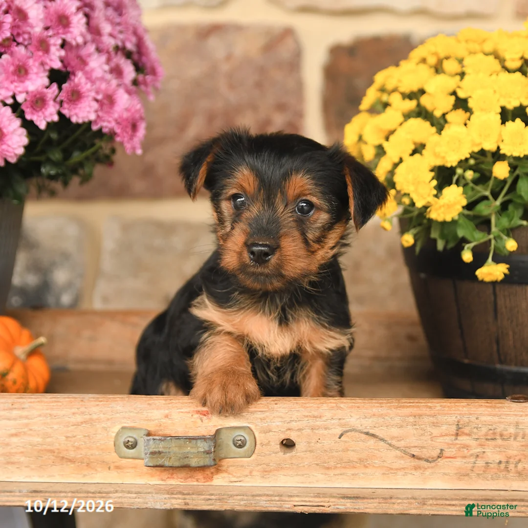 Shorkie dogs for sale: Angel - Ad 2