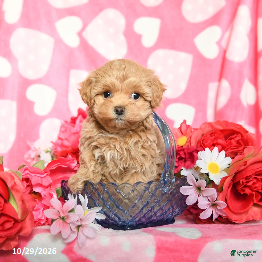 Maltipoo dogs for sale: Skittles - Ad 1