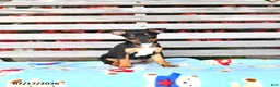 Miniature Pinscher dogs for sale: Jenna   extra small - Ad 1