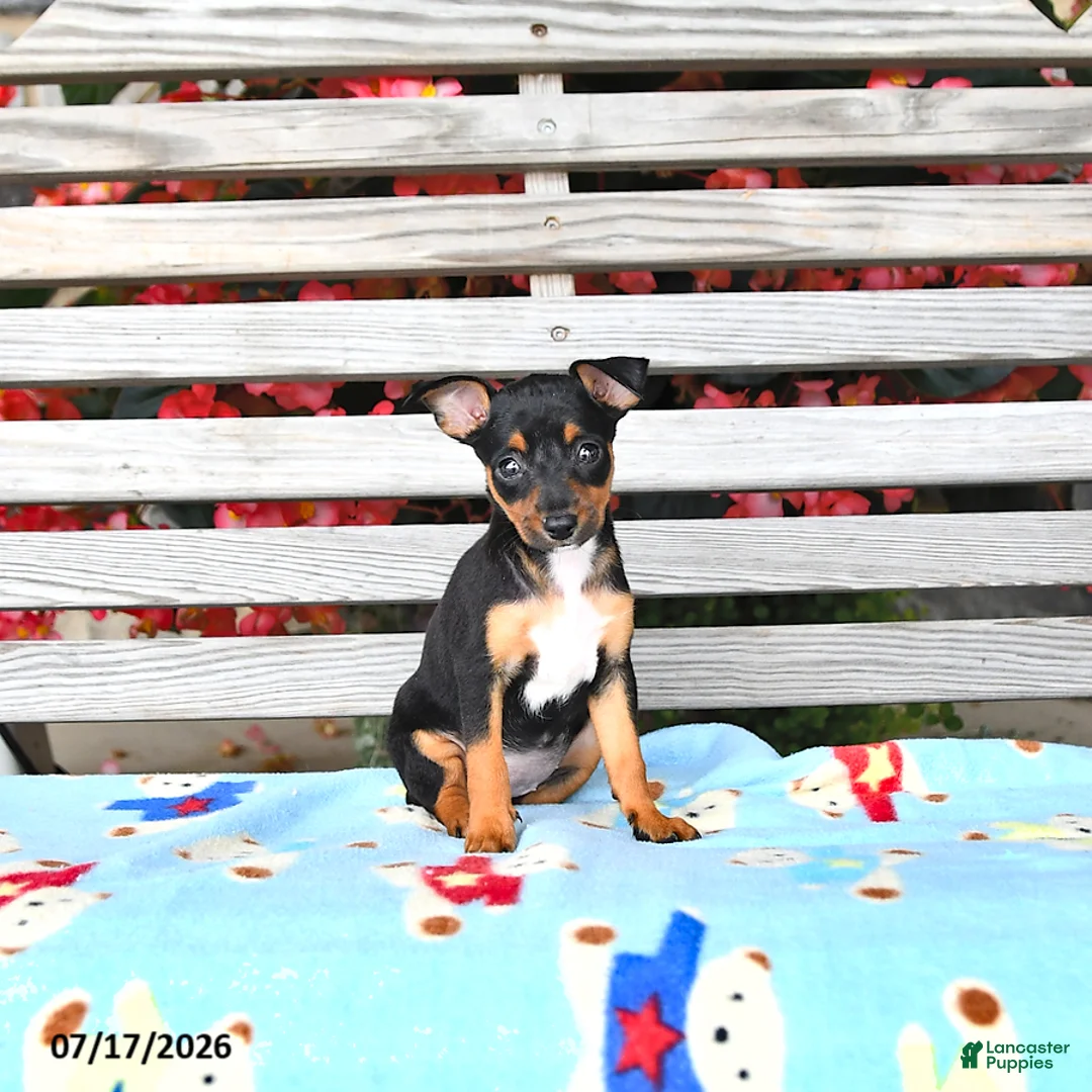 Miniature Pinscher dogs for sale: Jenna   extra small - Ad 1