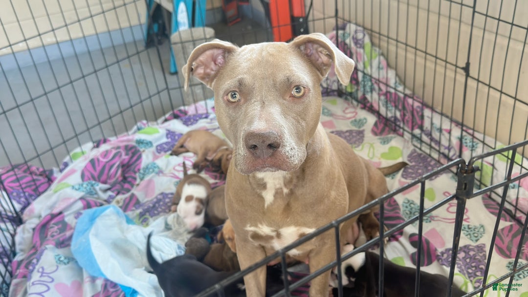 American Pit Bull Terrier dogs for sale: Bella - Ad 3