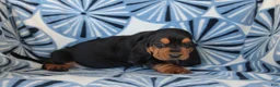 Basset Hound dogs for sale: Mr. Brown - Ad 2