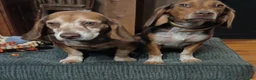 Beagle dogs for sale: Marie - Ad 4