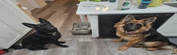 German Shepherd dogs for sale: Purple Collar Male - Ad 2