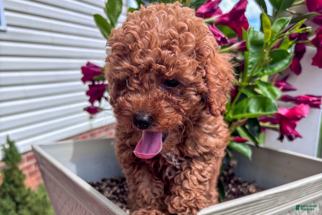 Miniature Poodle dogs for sale: Morgan - Ad 2