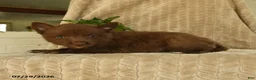 Pomsky dogs for sale: Buddy - Ad 5