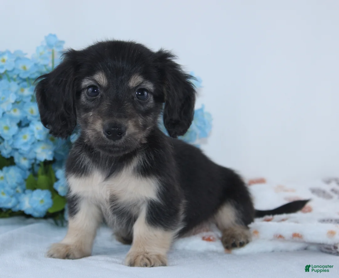 Miniature Dachshund dogs for sale: Garrison - Ad 2