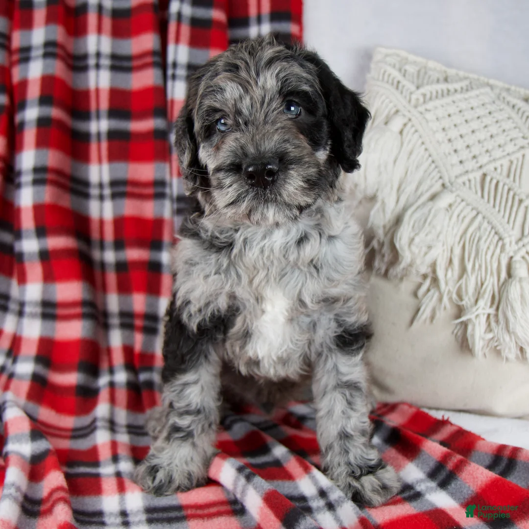 Schnoodle dogs for sale: Dwight - Ad 1