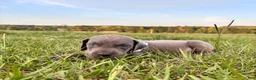 Great Dane dogs for sale: Euro Sterling  - Ad 5