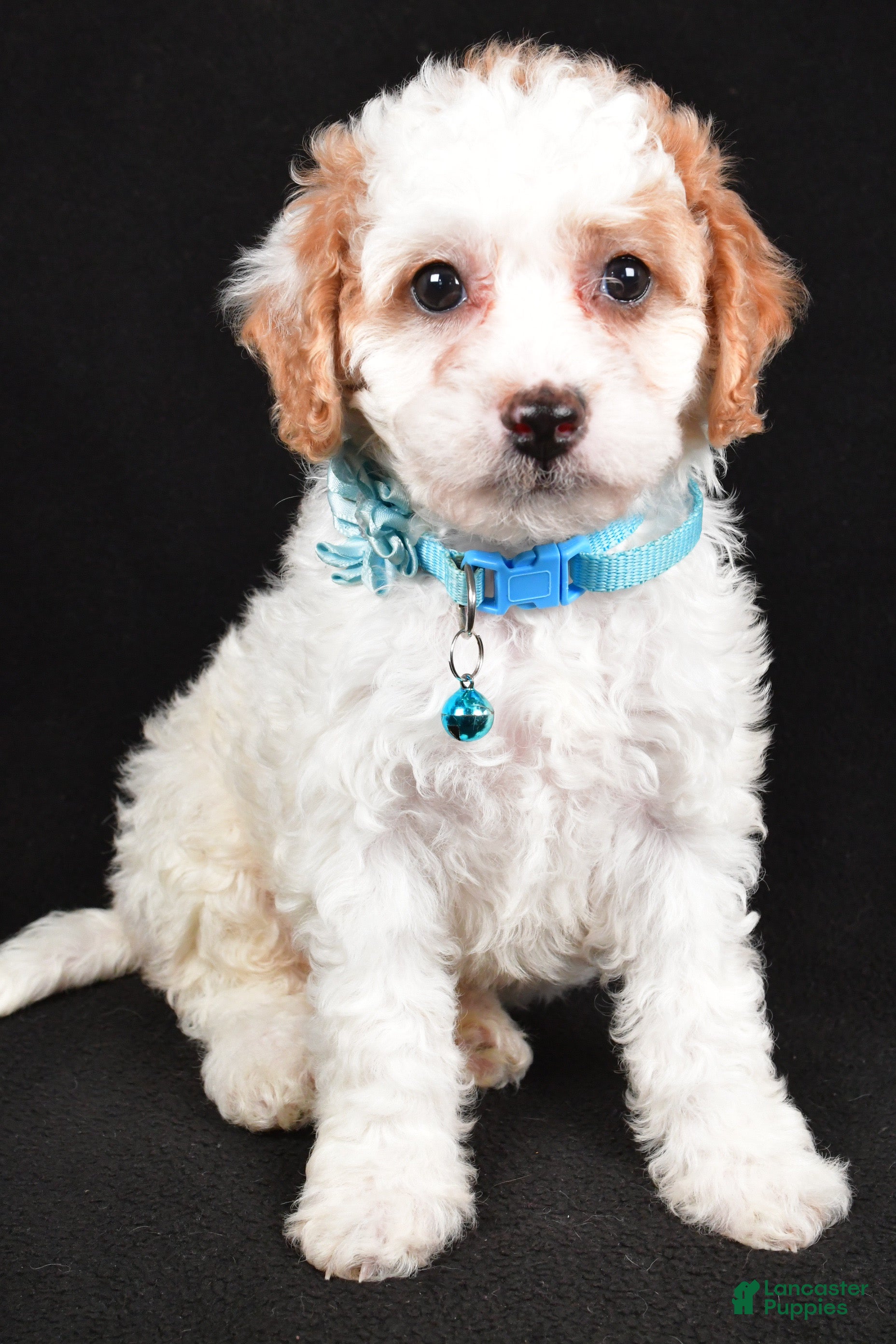 Cavapoo dogs Stella - Ad 34