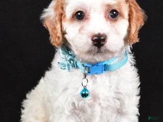 Cavapoo dogs Stella - Ad 36
