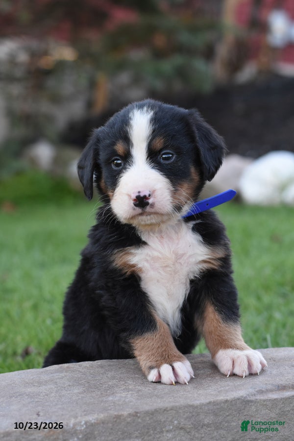 Bernese Mountain Dog dogs for sale: Blippi - Ad 1