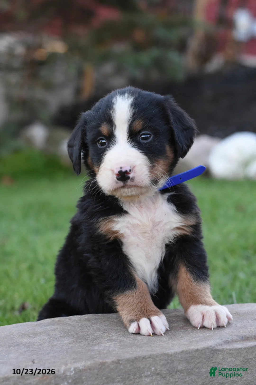 Bernese Mountain Dog dogs for sale: Blippi - Ad 1