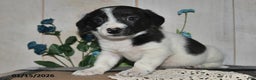 Mixed Breed dogs for sale: Chippy - Ad 2