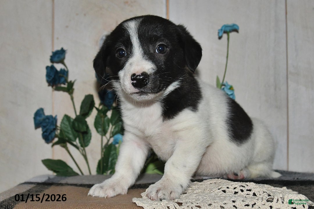 Mixed Breed dogs for sale: Chippy - Ad 2