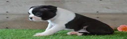 Boston Terrier dogs for sale: Bentley - Ad 2