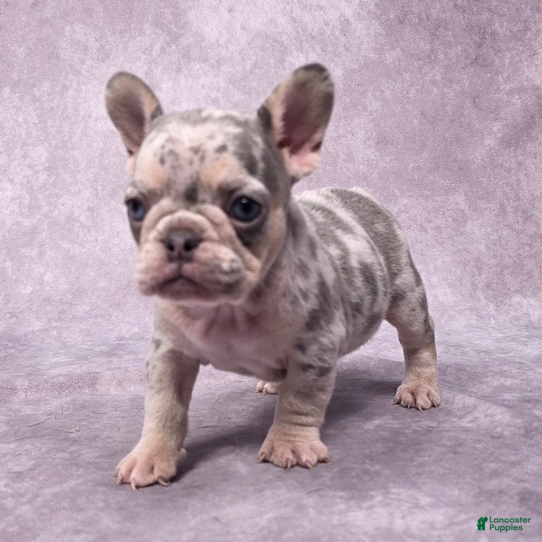 French Bulldog dogs for sale: Millie - Ad 9