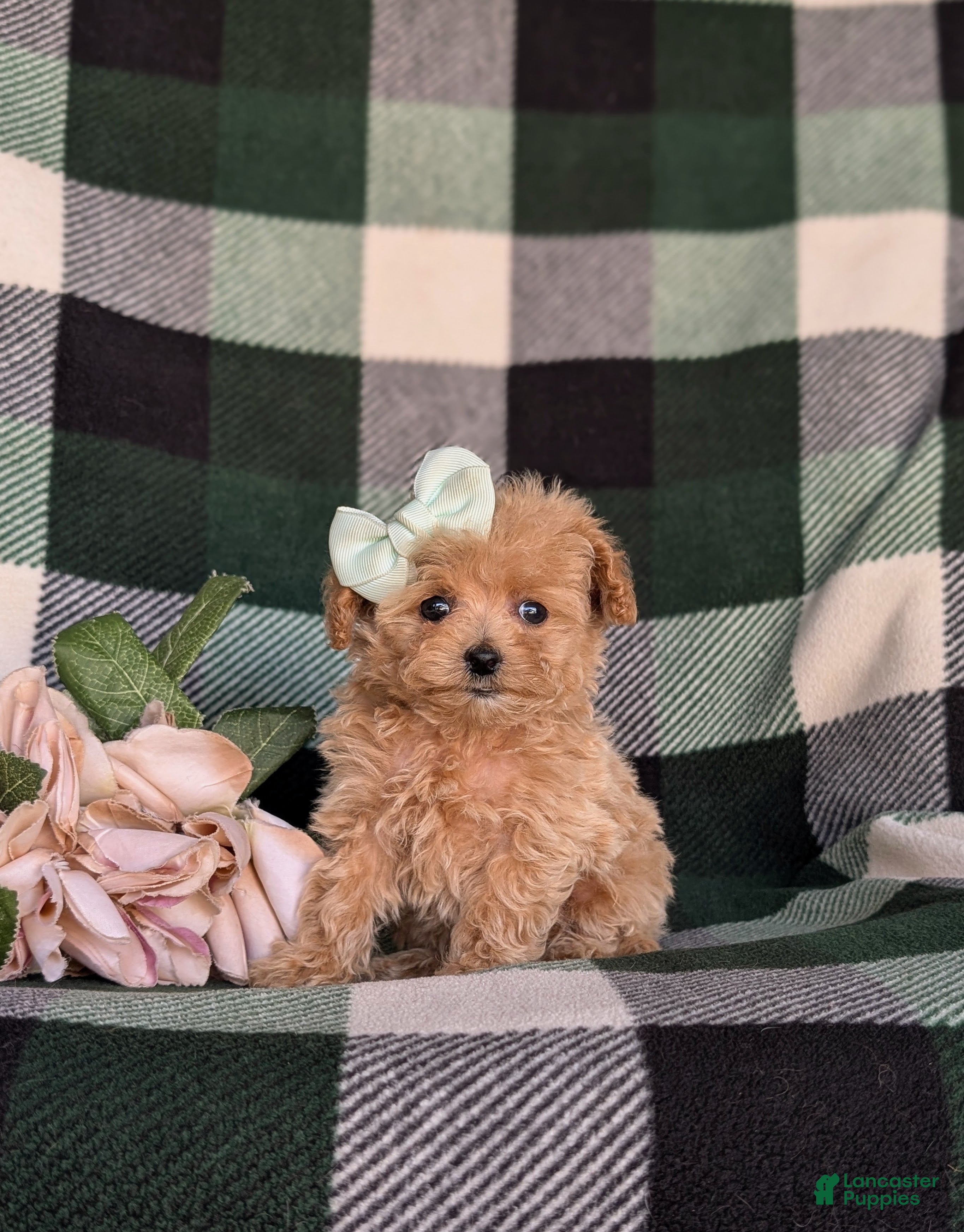 Maltipoo dogs Candace 8 lbs Full Grown - Ad 2