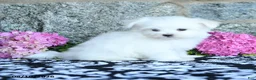 Maltese dogs for sale: Snowball - Ad 3