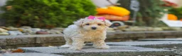 Maltipoo dogs for sale: Maple - Ad 3