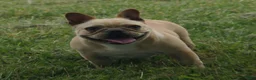 French Bulldog dogs for sale: Keoki - Ad 13