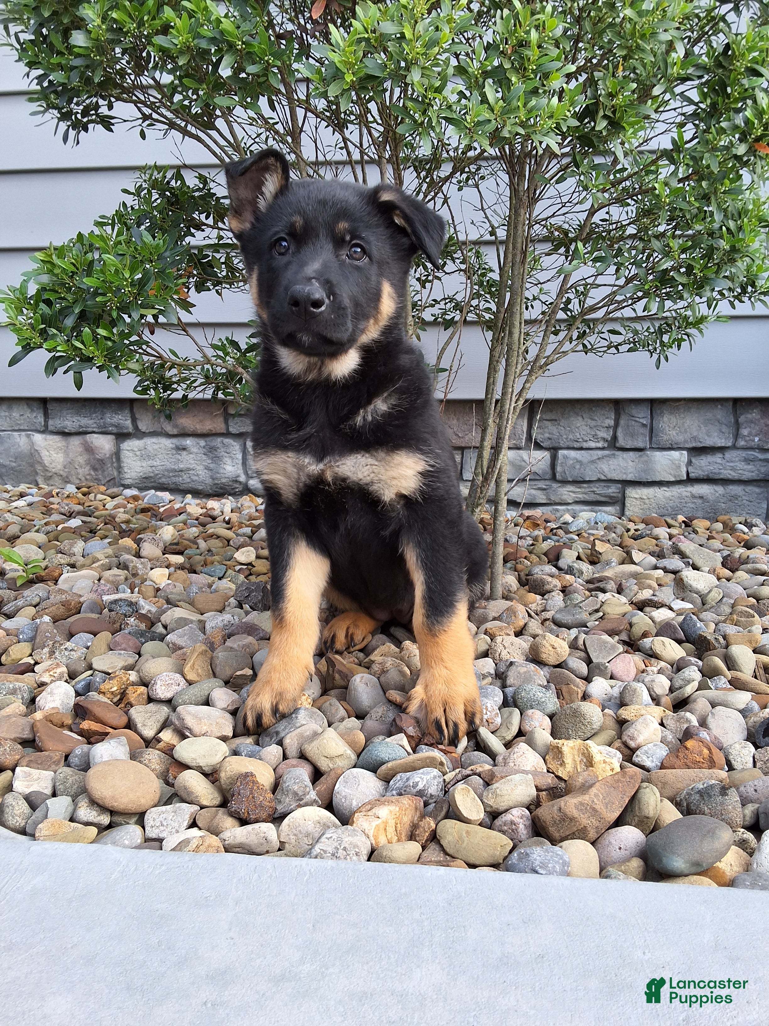 German Shepherd dogs Phoebe  - Ad 2